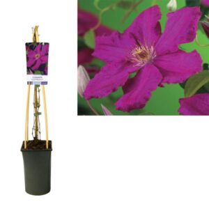 Clematis 'Ernest Markham' +light Label - Ø17cm - ↕75cm
