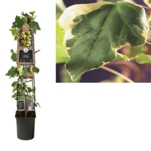 Hedera 'Gloire De Marengo' +3.0 Label - Ø23cm - ↕115cm