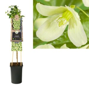 Clematis Cirrhosa 'Wisley Cream' +3.0 Label - Ø17cm - ↕75cm