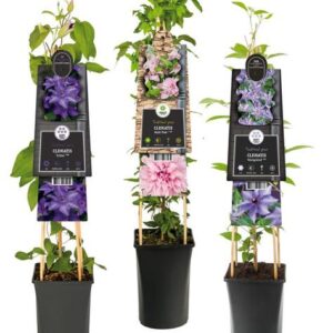 Mixtray Clematis Exclusive Varieties +3.0 Label - Ø17cm - ↕75cm