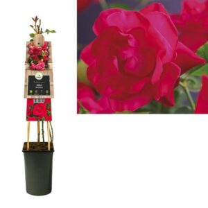 Rosa 'Heidelberg' +3.0 Label - Ø17cm - ↕75cm