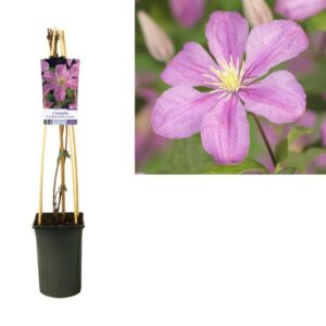 Clematis 'Comtesse De Bouchaud' +light Label - Ø17cm - ↕75cm