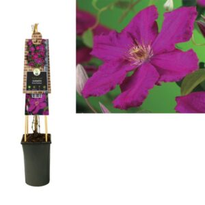 Clematis 'Ernest Markham' +3.0 Label - Ø17cm - ↕75cm