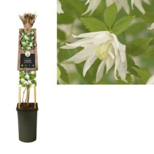 Clematis Alp. 'Albina Plena' +3.0 Label - Ø17cm - ↕75cm