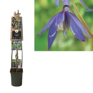 Clematis Alpina +3.0 Label - Ø23cm - ↕115cm