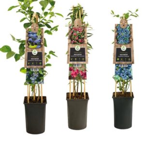 Mixshelf Fruit, Vaccinium +3.0 Label - Ø17cm - ↕75cm