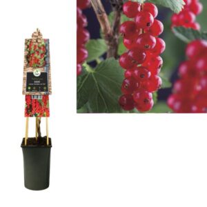 Ribes Rubrum 'Jonkheer Van Tets' +3.0 Label - Ø17cm - ↕75cm