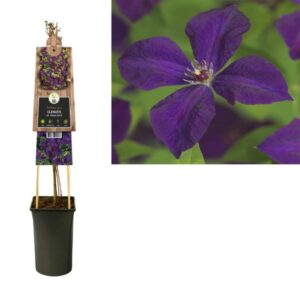 Clematis Vit. 'Polish Spirit' +3.0 Label - Ø17cm - ↕75cm