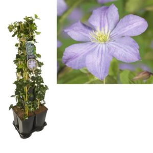 1 M. Privacy Mix Hedera + Clematis 'Prince Charles' +label - Ø17cm - ↕90cm