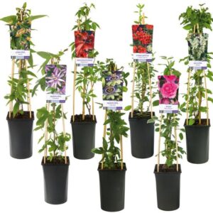 Mixshelf Climbers +light Label - Ø17cm - ↕75cm