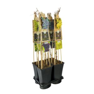 Mixtray Fruit +3.0 Label - Ø17cm - ↕75cm