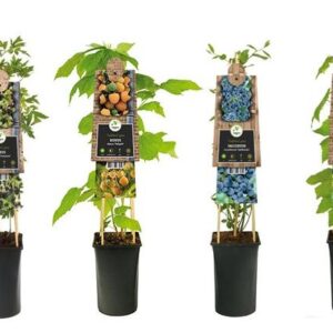 Mixshelf Fruit +3.0 Label - Ø17cm - ↕75cm