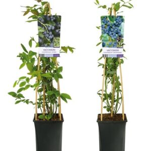 Mixtray Fruit, Vaccinium +light Label - Ø17cm - ↕75cm