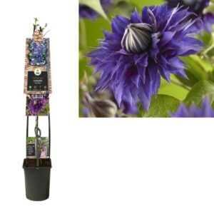 Clematis 'Multi Blue' +3.0 Label - Ø23cm - ↕115cm