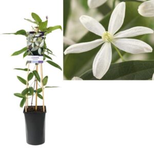 Clematis Armandii +light Label - Ø17cm - ↕75cm