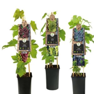 Mixshelf Fruit, Grapes +3.0 Label - Ø17cm - ↕75cm