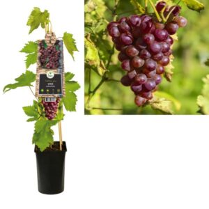 Vitis 'Heike' +3.0 Label - Ø17cm - ↕75cm