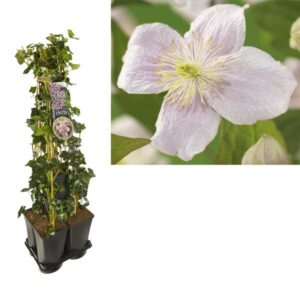 1 M. Privacy Mix Hedera + Clematis Montana 'Mayleen' +label - Ø17cm - ↕90cm