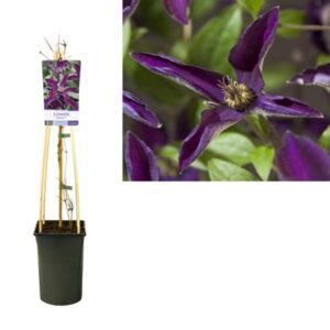 Clematis Noora PBR +light Label - Ø17cm - ↕75cm