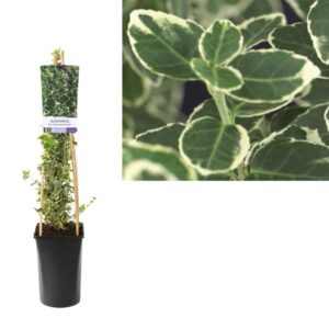 Euonymus Fortunei 'Emerald Gaiety' +light Label - Ø17cm - ↕75cm