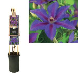 Clematis 'Mrs. N. Thompson' +3.0 Label - Ø17cm - ↕75cm