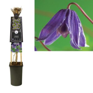 Clematis Alp. 'Helsingborg' +3.0 Label - Ø17cm - ↕75cm