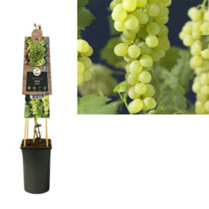 Vitis 'Himrod' +3.0 Label - Ø17cm - ↕75cm