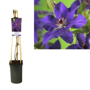 Clematis 'The President' +light Label - Ø17cm - ↕75cm