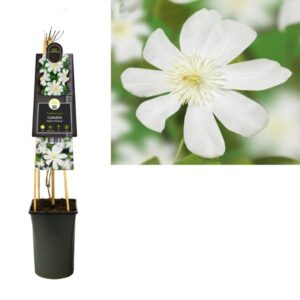 Clematis 'Wada's Primrose' +3.0 Label - Ø17cm - ↕75cm