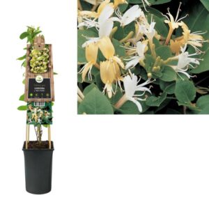 Lonicera J. 'Hall's Prolific' +3.0 Label - Ø17cm - ↕75cm