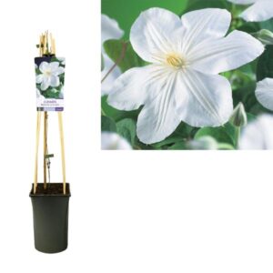 Clematis 'Madame Le Coultre' +light Label - Ø17cm - ↕75cm