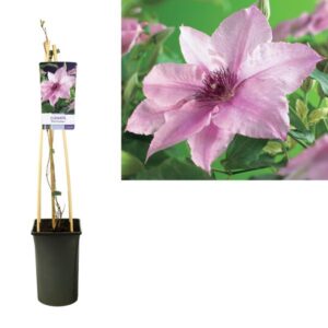 Clematis 'Pink Fantasy' +light Label - Ø17cm - ↕75cm