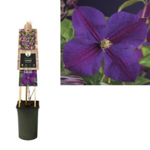 Clematis 'Star Of India' +3.0 Label - Ø17cm - ↕75cm