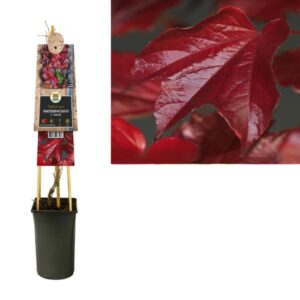 Parthenocissus Tr. 'Veitchii' +3.0 Label - Ø17cm - ↕75cm