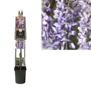 Wisteria Sinensis +3.0 Label - Ø23cm - ↕115cm