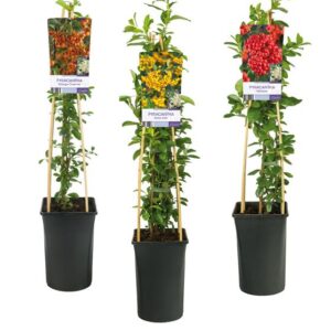 Mixshelf Pyracantha +light Label - Ø17cm - ↕75cm
