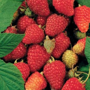 Rubus Idaeus 'Tulameen' +3.0 Label - Ø17cm - ↕75cm