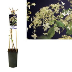 Hydrangea A. 'Petiolaris' +light Label - Ø17cm - ↕75cm