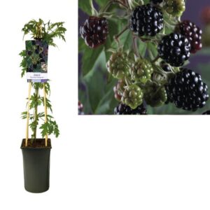Rubus 'Thornless Evergreen' +light Label - Ø17cm - ↕75cm