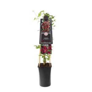 Clematis Vit. 'Vitiwester'® PBR +3.0 Label - Ø17cm - ↕75cm