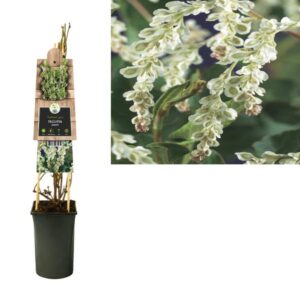 Fallopia Aubertii +3.0 Label - Ø17cm - ↕75cm