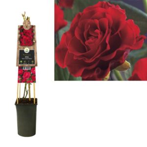 Rosa 'Paul's Scarlet Climber' +3.0 Label - Ø17cm - ↕75cm