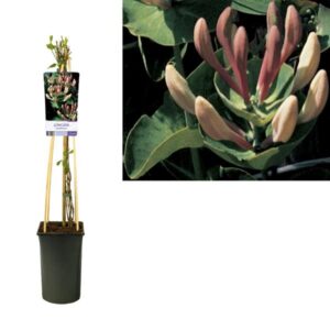 Lonicera Caprifolium +light Label - Ø17cm - ↕75cm