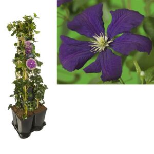 1 M. Privacy Mix Hedera + Clematis Vit. 'Etoile Violette' +label - Ø17cm - ↕90cm