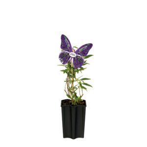 Buddleja Davidii 'Nanho Purple' +butterfly Label - Ø15cm - ↕55cm