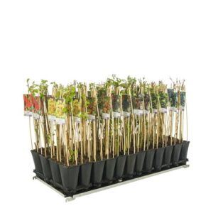 Mixshelf Fruit +light Label - Ø17cm - ↕75cm