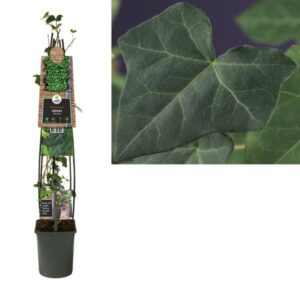 Hedera Hibernica +3.0 Label - Ø23cm - ↕115cm