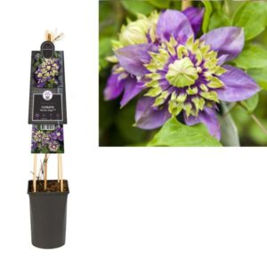 Clematis Florida 'Taiga' PBR +3.0 Label - Ø17cm - ↕75cm
