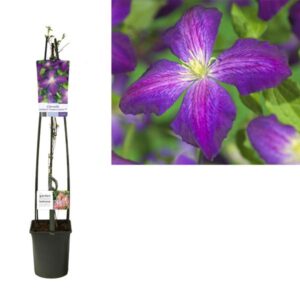 Clematis So Many® Purple Flowers PBR +light Label - Ø23cm - ↕115cm