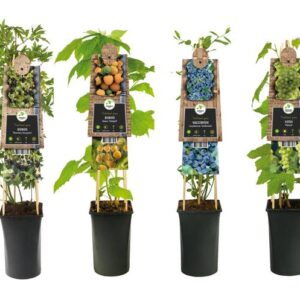 Mix CC Fruit +3.0 Label - Ø17cm - ↕75cm